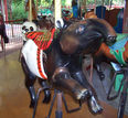 Second Row Malayan Tapir